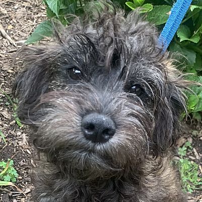 Mishawaka IN Miniature Schnauzer Miniature Poodle Meet SCHNOODLE mishawaka-in-miniature-schnauzer-miniature-poodle-meet-schnoodle