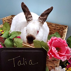 Thumbnail photo of Talia #1