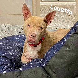 Photo of Louetta