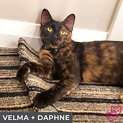 Thumbnail photo of Velma (bonded with Daphne) #1