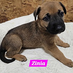 Thumbnail photo of Zinia (PUPPY) #1