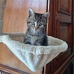 Thumbnail photo of COCOA - Beautiful gray/black tabby coat!! #2