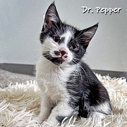 Thumbnail photo of Dr. Pepper #1