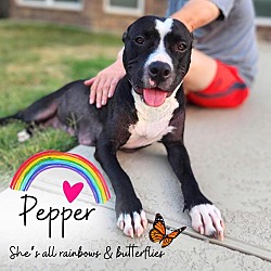 Thumbnail photo of Pepper #1