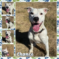 Thumbnail photo of Chance #1