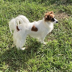 bonded pet photo