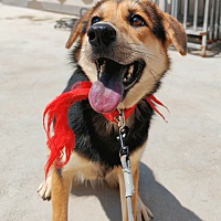 adopt a pet