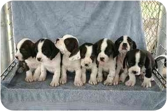 basset hound terrier mix puppies