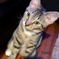 Thumbnail photo of DAISY #3