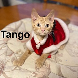 Thumbnail photo of Tango #2