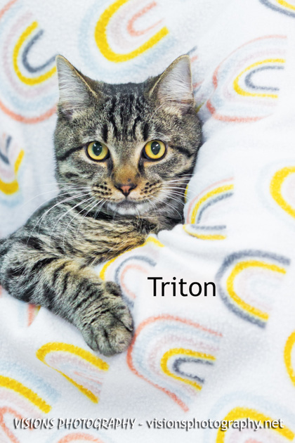 Photo of Triton
