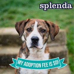 Thumbnail photo of Splenda #1