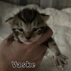 Photo of Vaske