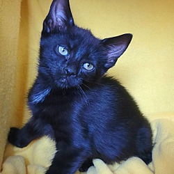 Photo of Tourmalina's kitten Saphire