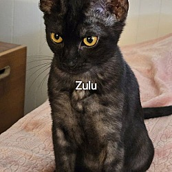 Thumbnail photo of Zulu #1