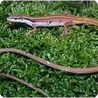 Lewisville Tx Lizard Meet Long Tailed Grass Lizards A Pet For Adoption