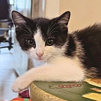 adopt a pet