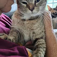 adopt-pet
