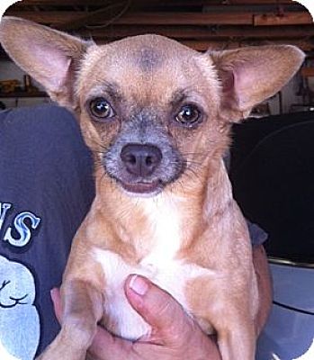 Studio City, CA - Chihuahua. Meet Camelia a Pet for Adoption ...