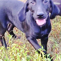 Thumbnail photo of Dory, baby lab-hound beauty! #3