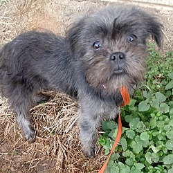 Thumbnail photo of LuLu~adopted! #2