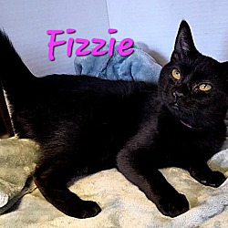 Thumbnail photo of Fizzie #2