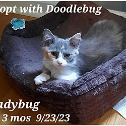 Thumbnail photo of Doodlebug and ladybug #3
