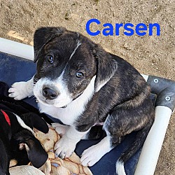 Thumbnail photo of Carson #3