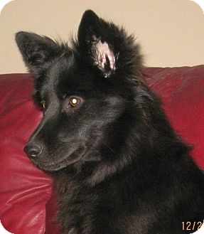 schipperke shepherd mix