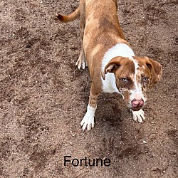 Photo of Fortune