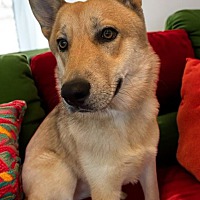 adopt-pet