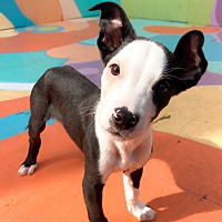 adopt a pet