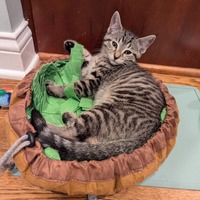 adopt a pet