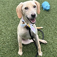 adopt a pet
