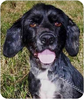 blue heeler and cocker spaniel mix
