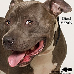 Thumbnail photo of Diesel (Foster) #3