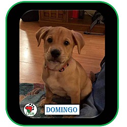 Thumbnail photo of ADOPTED Domingo-Spanish Litter #4