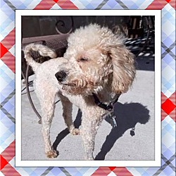 Thumbnail photo of Adopted!! Bentley - N. TX #2