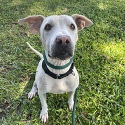teacup dogs for sale oahu