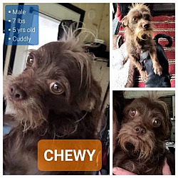 Thumbnail photo of CHEWY #4