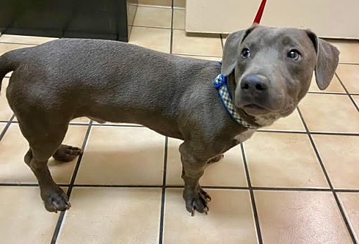 Bonney Lake WA Corgi American Staffordshire Terrier. Meet Trey