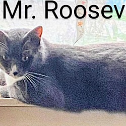 Thumbnail photo of Mr. Roosevelt #4