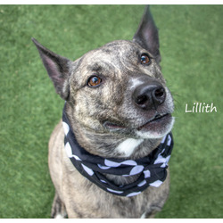 Thumbnail photo of Lillith #2