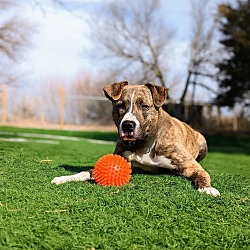 Photo of Murphy (Fostered in Springfield)