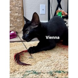 Thumbnail photo of Vienna #2