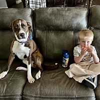 adopt a pet