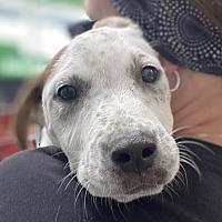 adopt a pet