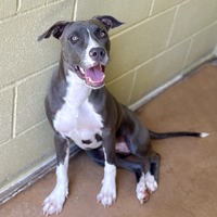 adopt a pet