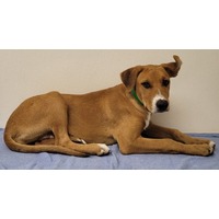 adopt-pet