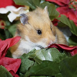 Thumbnail photo of Hamsters #2